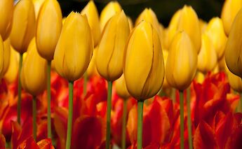Tulips at the Keukenhof in South Holland! Hans Splinter@Flickr