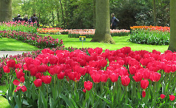 Tulips at the Keukenhof in South Holland!
