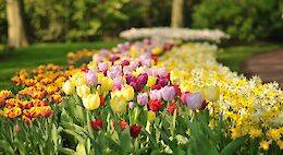 Tulip Tour on the Magnifique II, III, & IV