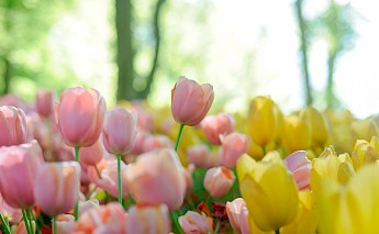 Gorgeous tulips at Keukenhof, Lisse, the Netherlands. Giuvicente@Unsplash