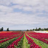 Tulip fields in Holland. Carter Rubio@Unsplash