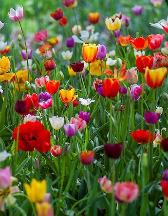 Keukenhof flowers! Yokselzok@Unsplash