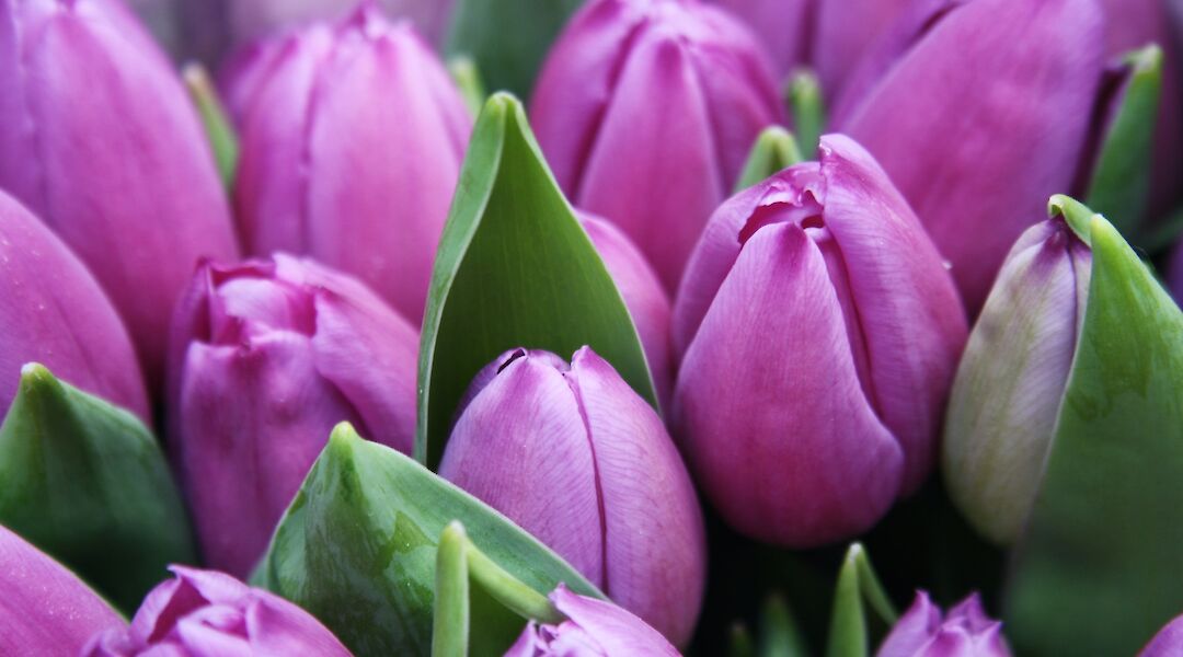 Tulips in Holland! Sylwia Forysinska@Unsplash