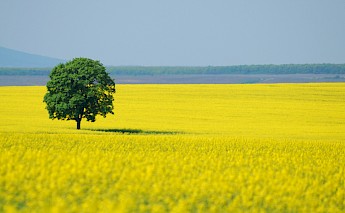 Biking Hungary's Balaton Uplands National Park