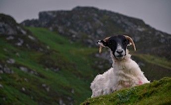 Sheep in Donegal, Ireland. Vincent Creton@Unsplash
