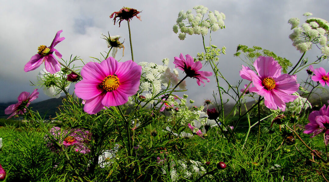 Irish flowers! Barbara Walsh@Flickr
