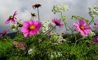 Irish flowers! Barbara Walsh@Flickr