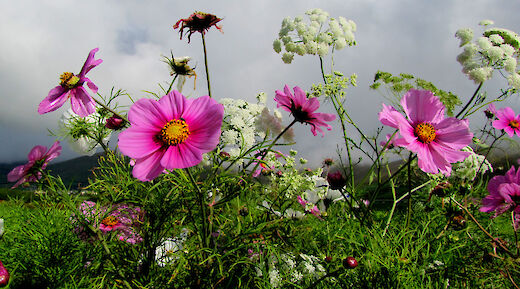 Irish flowers! Barbara Walsh@Flickr