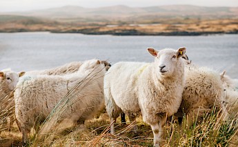 Connemara National Park in Ireland. Julian Schiemann@Unsplash