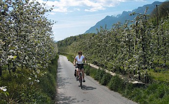 A person cycling on a path lined with blooming trees in the Dolomites, Italy.