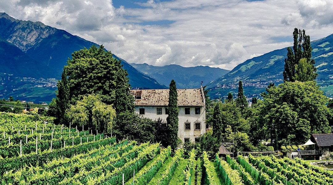 Vineyards in South Tyrol, Italy. Marcus Ganahl, Unsplash