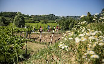 Cycling from Bolzano to Verona. -toEF