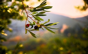 Fresh olives in Italy. Lucio Patone@Unsplash