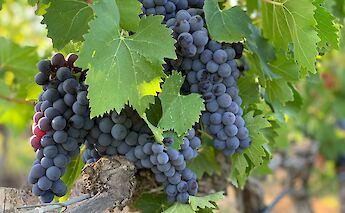 Grapes in Montalcino, Tuscany, Italy. John Cameron@Unsplash