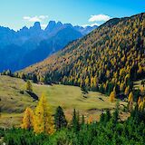 Golden Forests in the High Dolomites. FrancescoUngaro@pexels