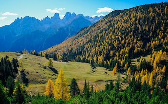 Golden Forests in the High Dolomites. FrancescoUngaro@pexels