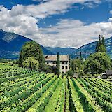 Vineyards in South Tyrol, Italy. Marcus Ganahl@Unsplash