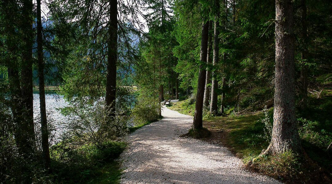 Peaceful forest path in the Dolomites. JoergHartmann@pexels