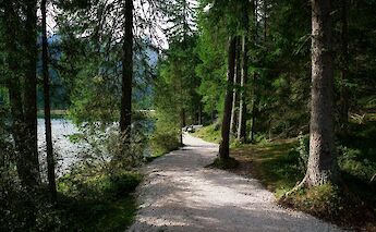 Peaceful forest path in the Dolomites. JoergHartmann@pexels