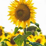 Sunflowers Italy Vinci (photo:paulgreen)