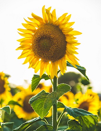 Sunflower fields in Italy! Paul Green@Unsplash