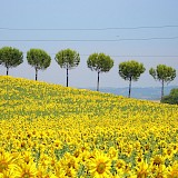 Sunflower fields in Italy!