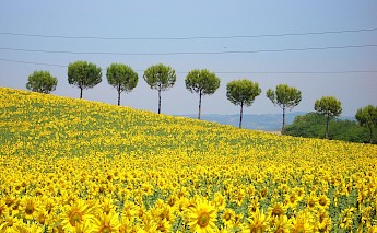 Sunflower fields in Italy!