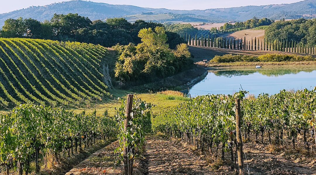 Beautiful Italian vineyards! Amit Janco@Unsplash