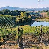 Beautiful Italian vineyards! Amit Janco@Unsplash