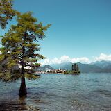 Tree in Lake Garda, Italy. Unsplash@Thijs Kennis