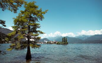 Tree in Lake Garda, Italy. Unsplash@Thijs Kennis