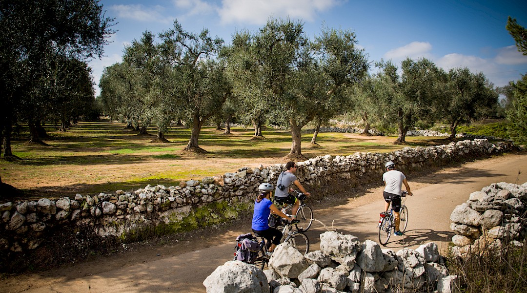 Olive groves on the Apulia Italy Bike Tour!