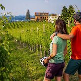 Pausing in a vineyard, Piedmont, Italy. CC:TO
