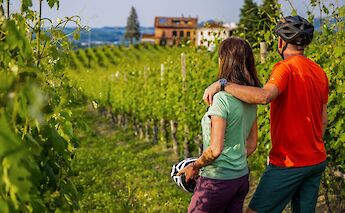 Pausing in a vineyard, Piedmont, Italy. CC:TO