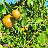 Pear trees, Piedmont, Italy. CC:TO