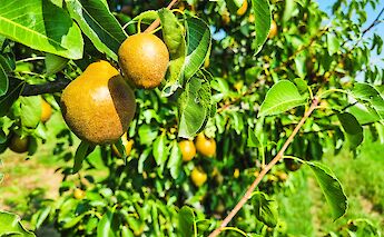 Pear trees, Piedmont, Italy. CC:TO
