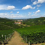Vineyards abound in the Piedmont Region of Italy!