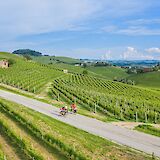 Vineyards of Piedmont, Italy. CC:TO