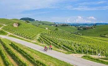 Vineyards of Piedmont, Italy. CC:TO