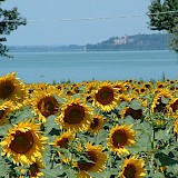 Sunflowers in Umbria, Italy.