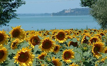 Sunflowers in Umbria, Italy.