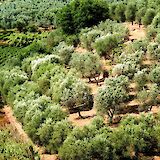 Olive groves & vineyards in Italy! Dracula & kid@Flickr
