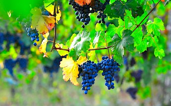 Modena grapes in Emilia-Romagna, Italy. Sefano Zocca@Unsplash