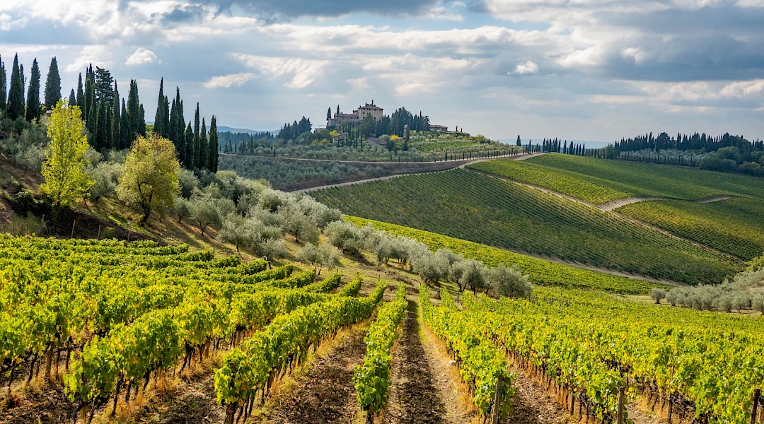 Rows of Chianti vineyard below a Tuscan hilltop village