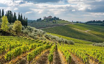 Vineyards in Chianti Country of Siena, Italy. rich martello@Unsplash