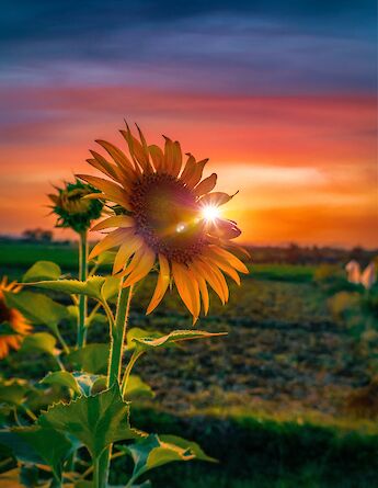 Sunflower fields in Italy! rehan shaik@Unsplash