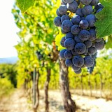 Wine Grapes Italy Tuscany (photo:zacharybrown)
