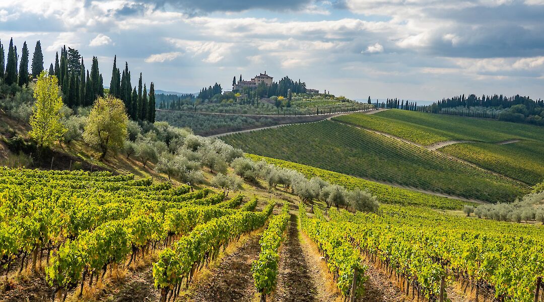 Vineyards throughout Siena, Italy. rich martello@Unsplash