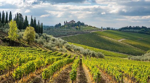 Vineyards and rolling hills in the Chianti region near Siena, Italy.