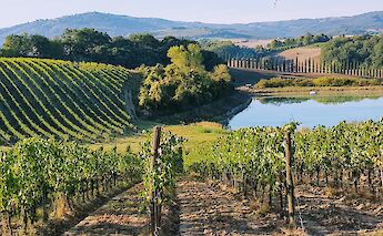 Vineyards stretching towards a body of water with rolling hills and trees in the distance in Tuscany, Italy.